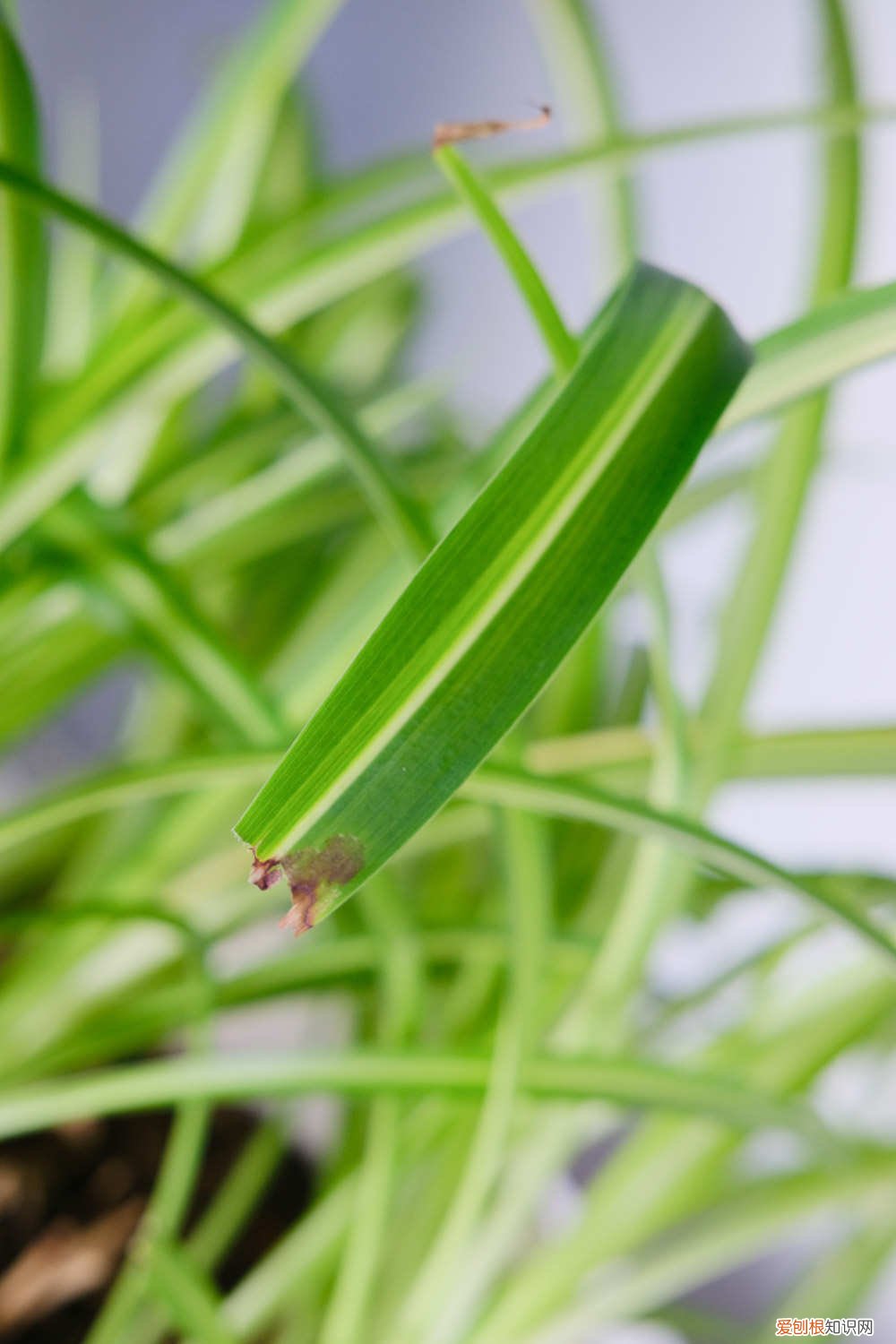 鱼眼吊兰怎么养 鱼嘴吊兰怎么养殖方法，怎么施肥