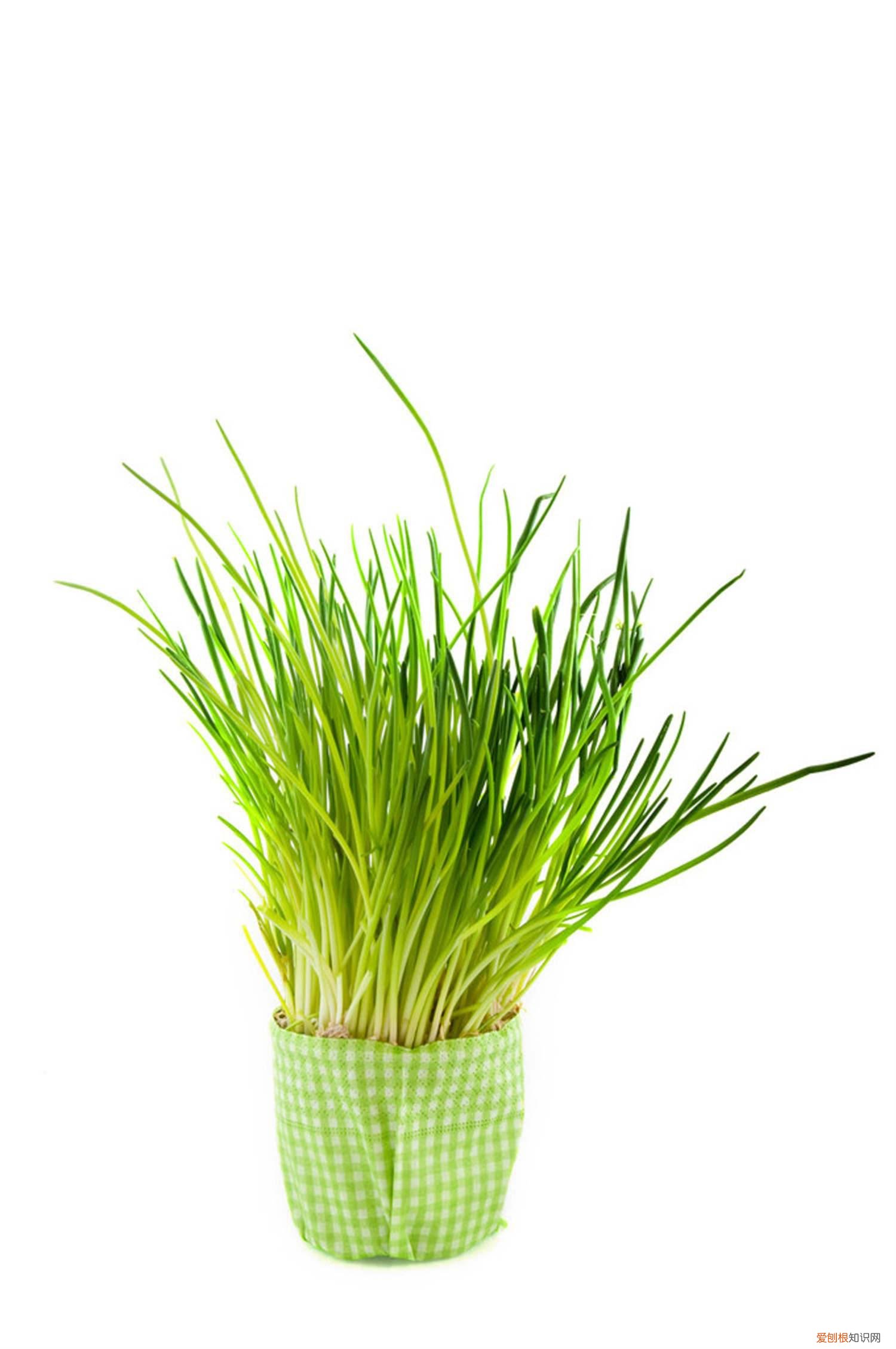 红葱头的种植方法和管理 红葱头家庭种植方法，种植全过程