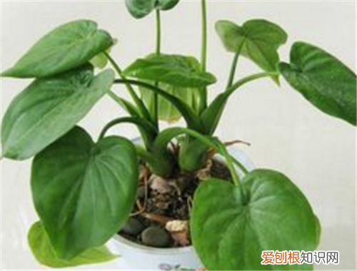 滴水观音如何养殖 滴水观音和千手观音的区别