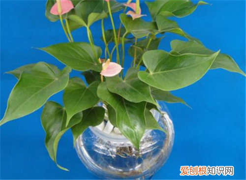 滴水观音如何养殖 滴水观音和千手观音的区别