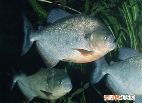 水虎鱼价格 水虎鱼怎么养