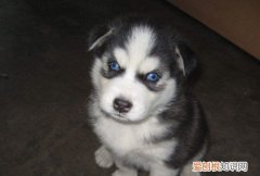 一个月的哈士奇怎么养 喂养一个月哈士奇的方法