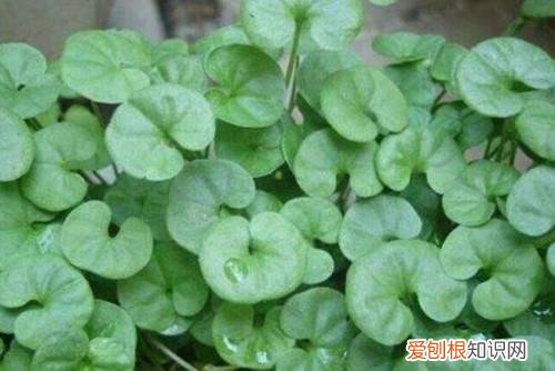 崩大碗的功效与作用崩大碗煲汤用什么料