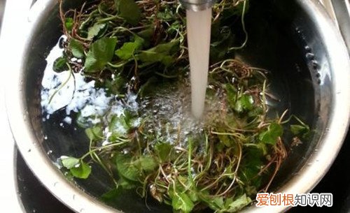 崩大碗的功效与作用崩大碗煲汤用什么料