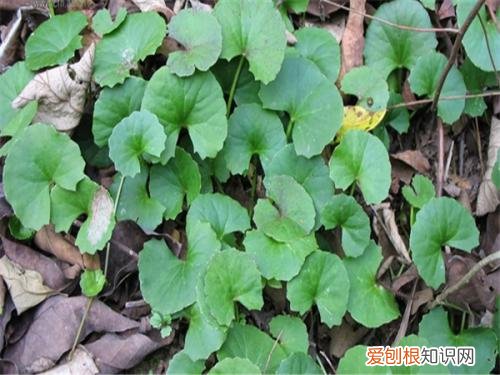 崩大碗的功效与作用崩大碗煲汤用什么料