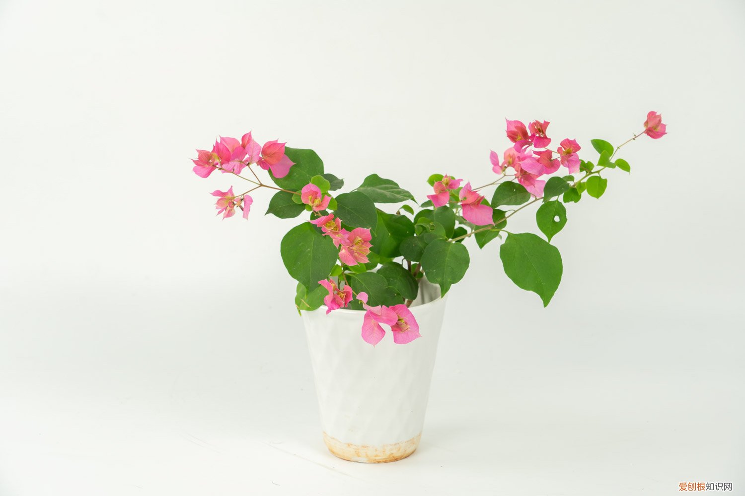 三角梅开完花用剪枝吗 给三角梅剪几刀，1年爆3次，各个都是大花球！