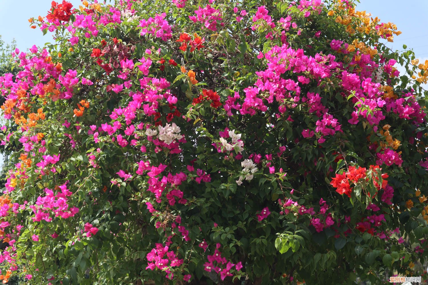 三角梅开完花用剪枝吗 给三角梅剪几刀，1年爆3次，各个都是大花球！