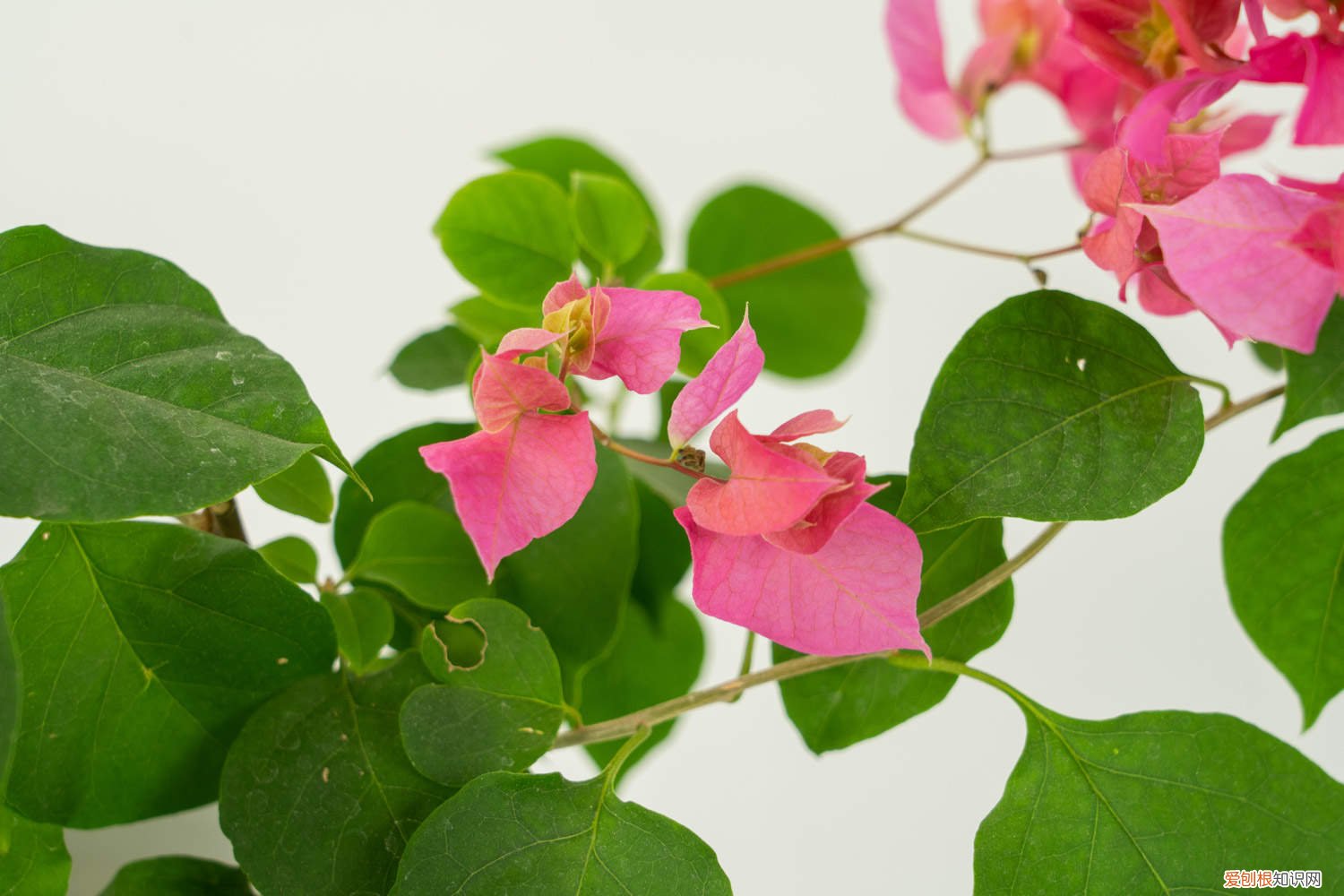 三角梅开完花用剪枝吗 给三角梅剪几刀，1年爆3次，各个都是大花球！