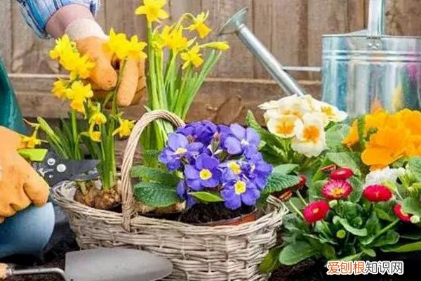 扦插容易活的植物 这6种“养不死”植株，趁十一前后扦插，棵棵都能长满盆！