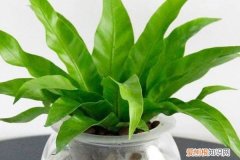 用什么水浇花叶子油绿 秋天就用“它们”来浇花，叶子浑身绿油油，关键是省事