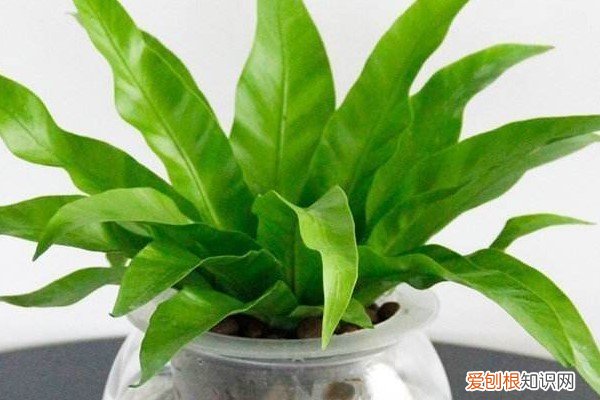 用什么水浇花叶子油绿 秋天就用“它们”来浇花,叶子浑身绿油油,关键是省事