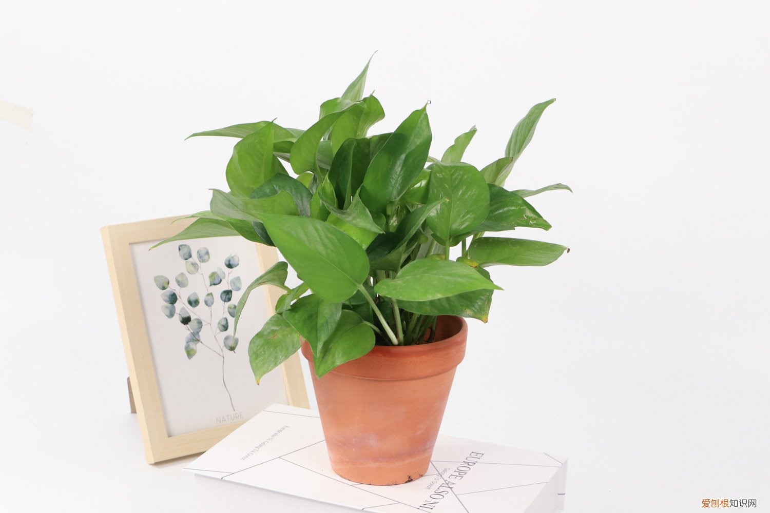 绿萝浇淘米水 淘米水兑点料，绿萝叶子绿得冒油，大白根能撑爆盆！