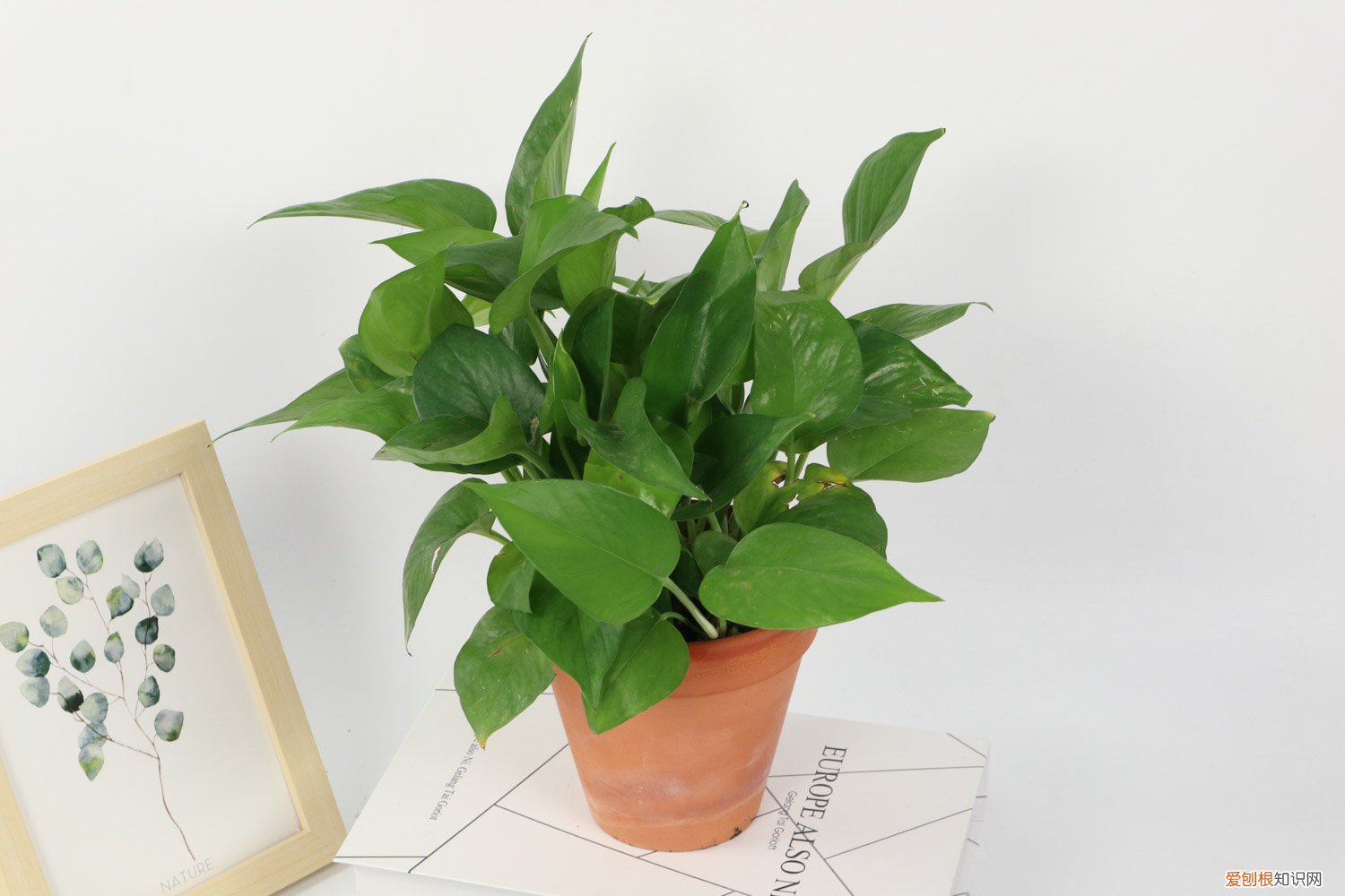 绿萝浇淘米水 淘米水兑点料，绿萝叶子绿得冒油，大白根能撑爆盆！