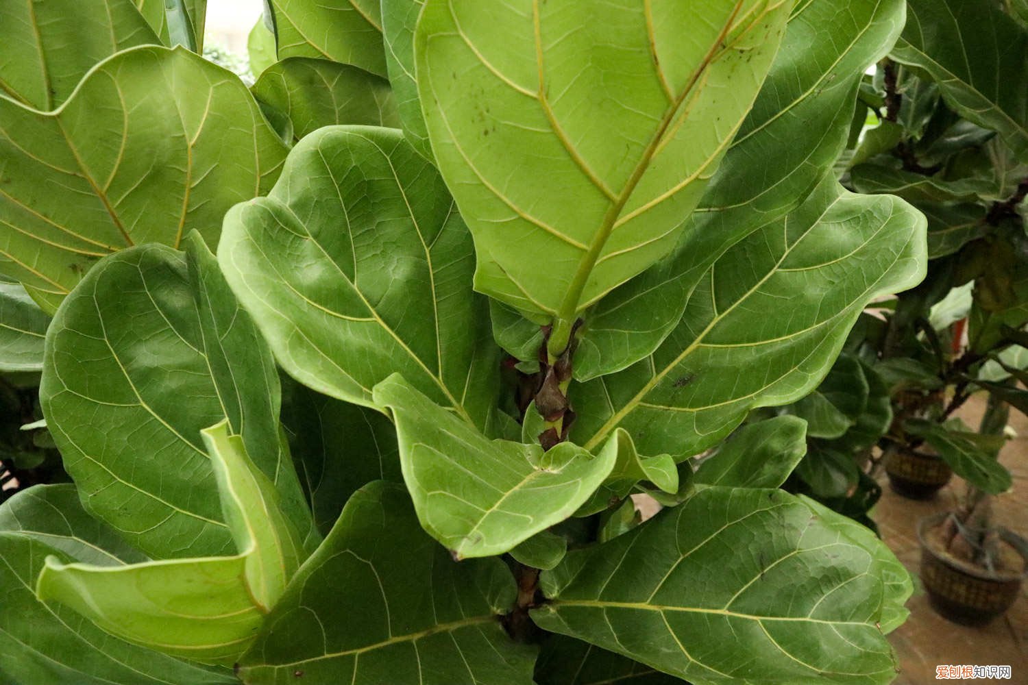 琴叶榕打顶需要把叶子全部剪掉吗 琴叶榕怎样掐顶，修剪时间