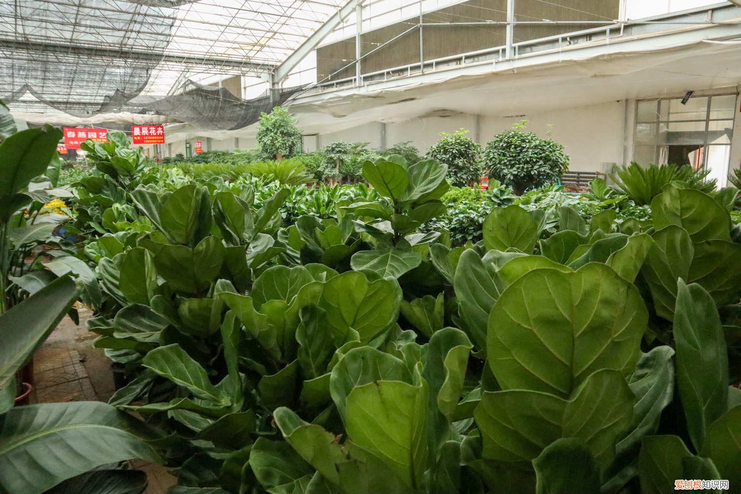 琴叶榕打顶需要把叶子全部剪掉吗 琴叶榕怎样掐顶，修剪时间