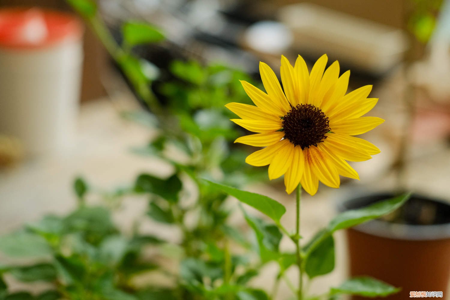 向日葵可以晒成干花吗 向日葵做干花的方法，做干花可以晒吗