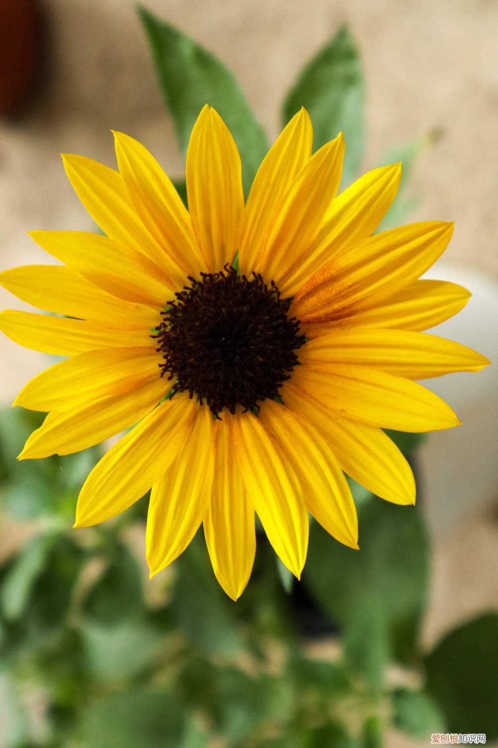 向日葵可以晒成干花吗 向日葵做干花的方法，做干花可以晒吗