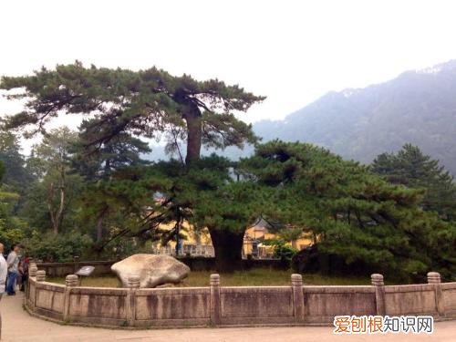 千年树有哪些这里为您一一分晓