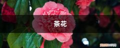 茶花施肥有妙招，一年四季都不同，这些你都知道吗？