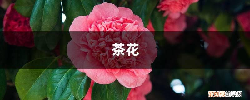 茶花施肥有妙招，一年四季都不同，这些你都知道吗？