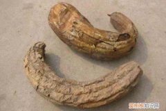老丝瓜千万别丢，垫在盆底，养花10年不烂根！