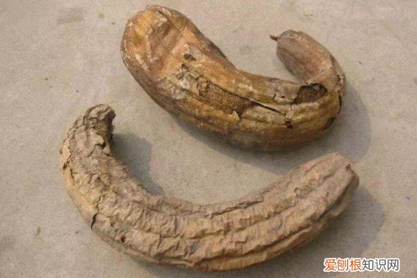 老丝瓜千万别丢，垫在盆底，养花10年不烂根！