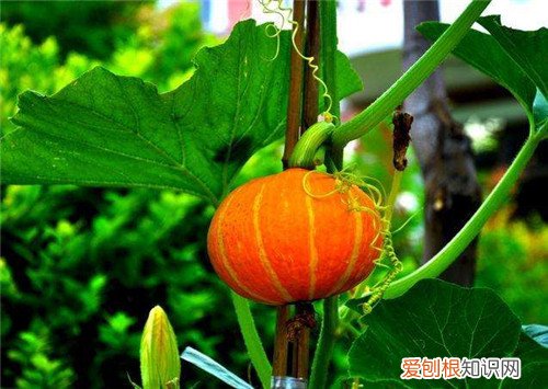 北瓜和南瓜的区别北瓜和南瓜营养价值谁更高