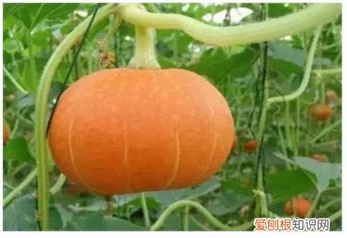 北瓜和南瓜的区别北瓜和南瓜营养价值谁更高