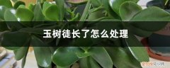 玉树叶子下翻徒长怎么修剪 玉树徒长了怎么处理，徒长的原因