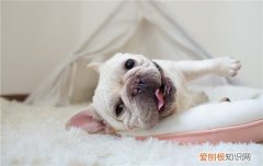 法斗感冒流鼻涕怎么办 法斗感冒流鼻涕的处理方法