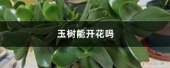 玉树能开花吗,开花后会死吗图片 玉树能开花吗，开花后会死吗