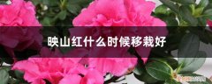 映山红什么季节移栽 映山红什么时候移栽好，移栽注意事项