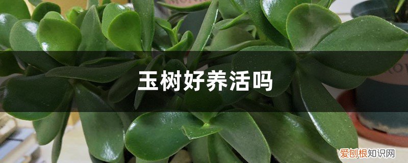 怎样养好玉树长的快 玉树好养活吗，怎么养护长的好
