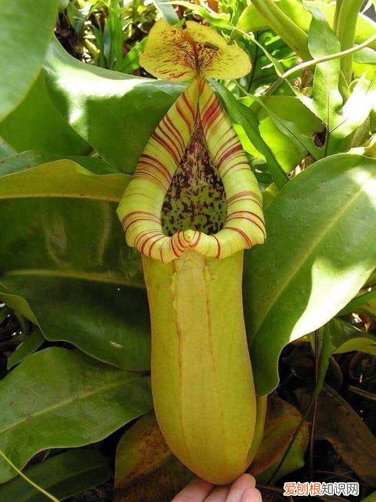 猪笼草种类图片猪笼草怎么养