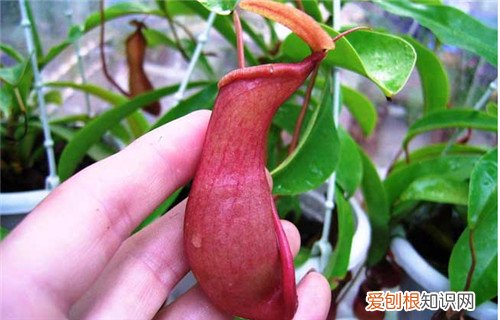 猪笼草种类图片猪笼草怎么养