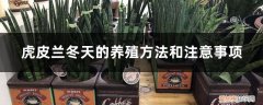 虎皮兰冬天能冻死吗 虎皮兰冬天的养殖方法和注意事项，会冻死吗
