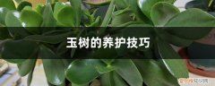 玉树的养殖方法和注意事项养殖日记 玉树的养护技巧，如何繁殖