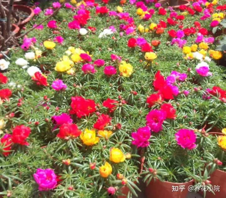 耐旱的盆栽花卉，7种“养不死的花”，耐干旱皮实好养，适合新手养