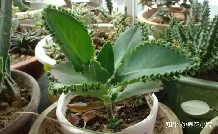 耐旱的盆栽花卉，7种“养不死的花”，耐干旱皮实好养，适合新手养