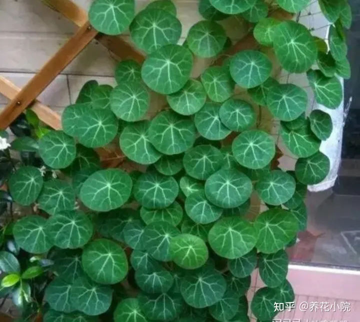 耐旱的盆栽花卉，7种“养不死的花”，耐干旱皮实好养，适合新手养