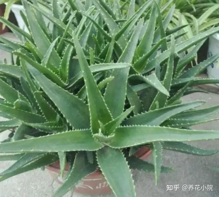 耐旱的盆栽花卉，7种“养不死的花”，耐干旱皮实好养，适合新手养