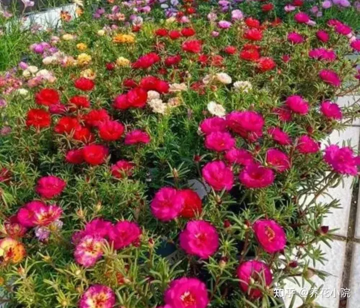 耐旱的盆栽花卉，7种“养不死的花”，耐干旱皮实好养，适合新手养
