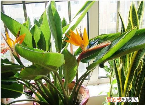 天堂鸟花语是什么 天堂鸟有几种