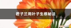 君子兰叶间生根了怎么办 君子兰用叶子生根秘法