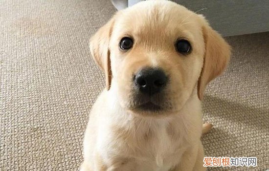 拉布拉多几个月爆头 拉布拉多9月左右爆头