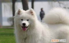 萨摩耶为什么往人身上扑 萨摩耶往人身上扑的原因
