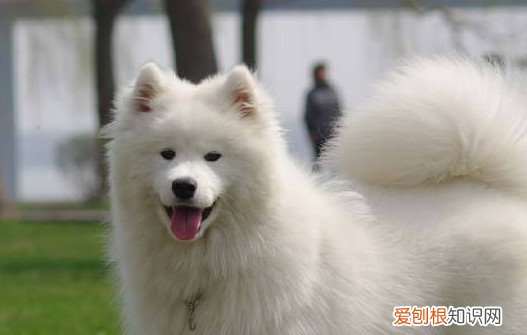 萨摩耶为什么往人身上扑 萨摩耶往人身上扑的原因
