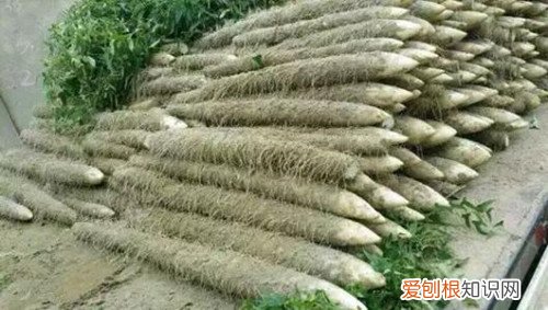 麻山药怎么吃麻山药和白山药的区别介绍