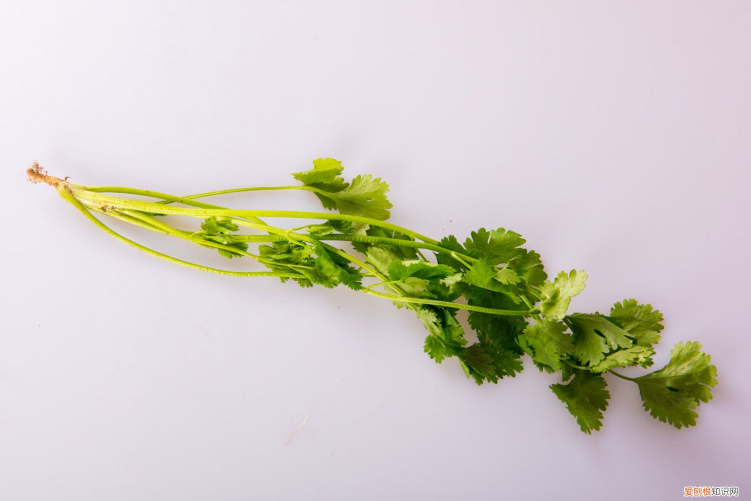 香菜怎样种植发芽率高 香菜怎样种植