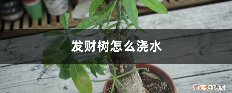 盆景发财树怎么浇水 发财树怎么浇水